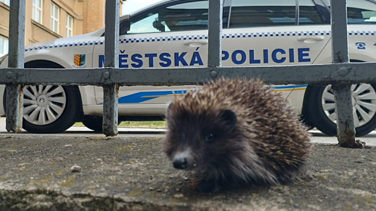 Malý „bodlinka“ přežil  pád do šachty!