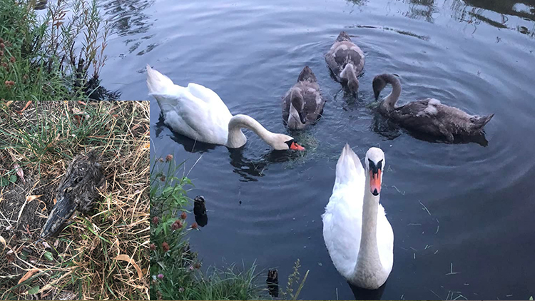 Hlava z rybníka se našla u laviček!