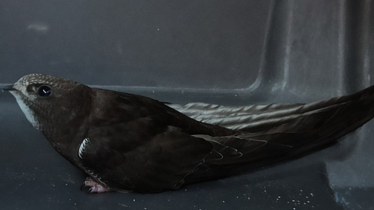 Záchrana mladého rorýse se povedla