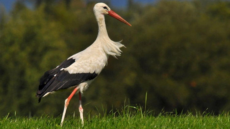 Desítky čápů číhaly na myši