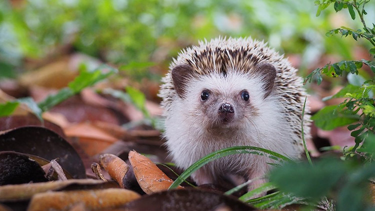 Nepomáhají, ničí. Ochránci přírody radí, co s ježky