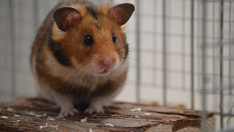 Proč je lepší nesvěřit křečka manželovi