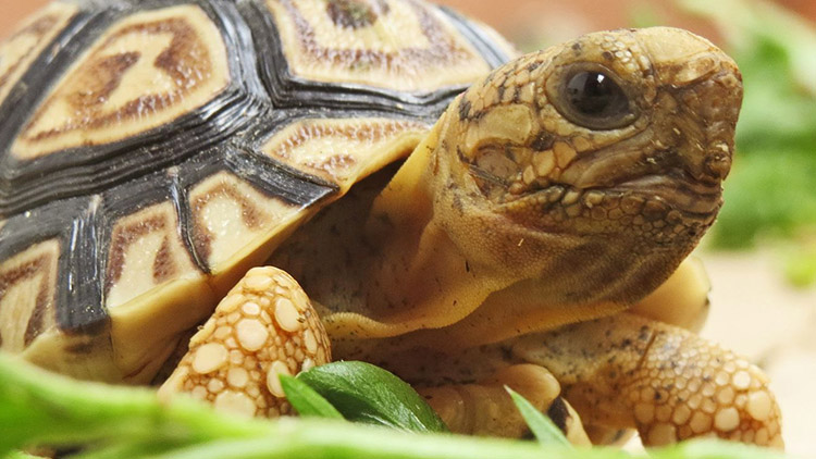 Jak si vybrat domácího mazlíčka?