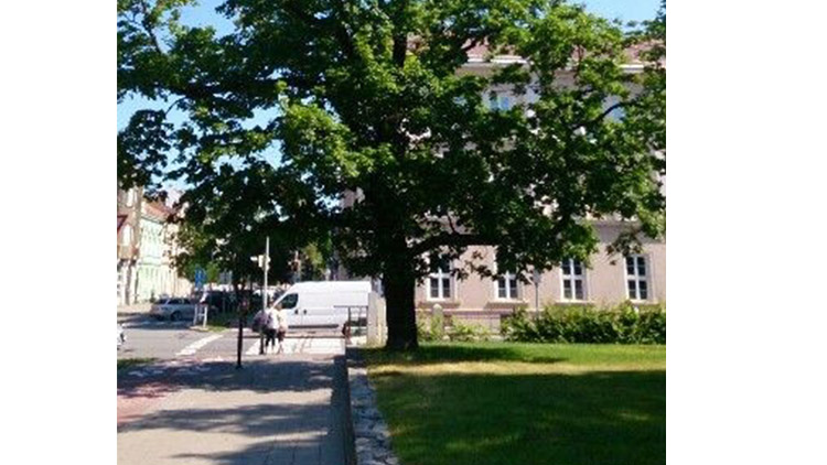 Chodci, pozor:  zde padají větve