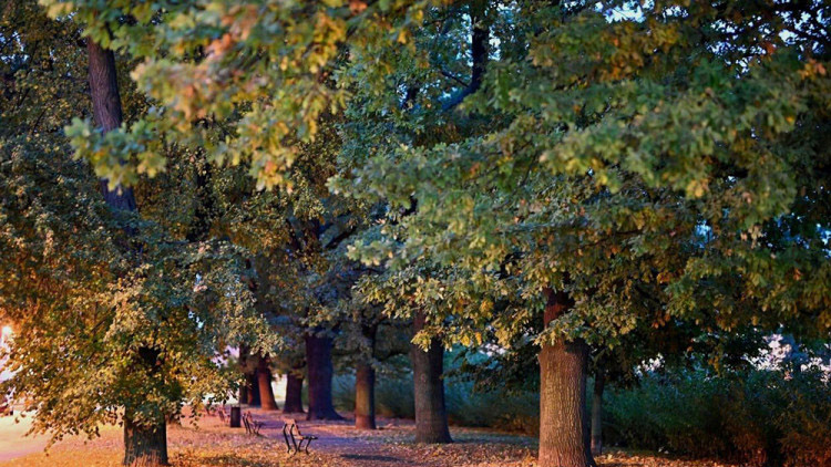 Nominace do dvanáctého ročníku Aleje roku v Olomouckém kraji běží do konce října