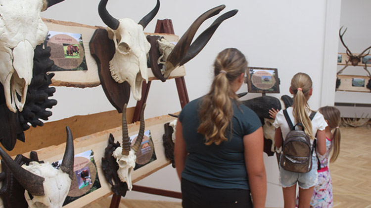 Parohy a rohy: Muzeum představí  výstavu nejen pro myslivce