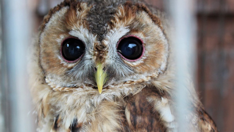 Kraj mění formu podpory záchranných stanic pro zvířata. Budou to mít jednodušší