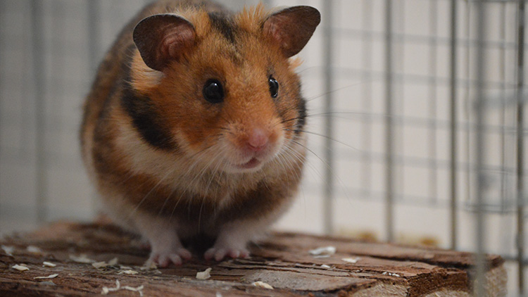 Proč je lepší nesvěřit křečka manželovi