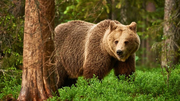 AKTUALIZOVÁNO: Medvědice na Prostějovsku?  Pátrali jsme po dalších stopách