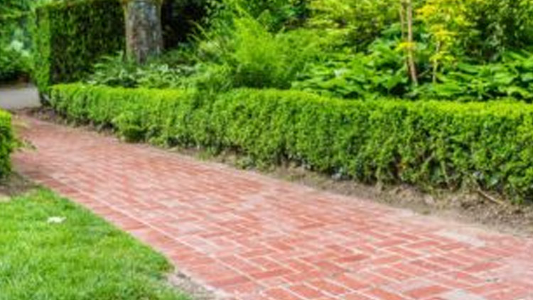 Kolem chodníku už rostou keře