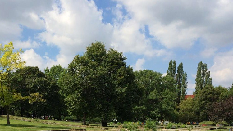 Neupravené keře na sídlišti