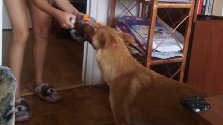 Šťastný příběh aneb fenka v rodině redaktora Večerníku