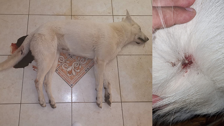 Střelba v Mostkovicích  po psech ustala