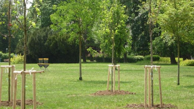 Téměř dva miliony na podzimní výsadbu zeleně