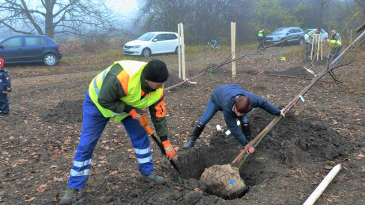 Na podzim se v Prostějově vysadí  123 stromů a 1400 keřů  za téměř dva miliony korun
