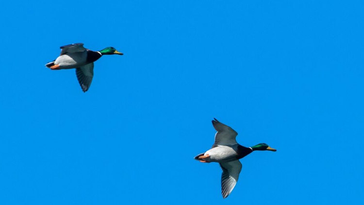 V Čelčicích stříleli kachny