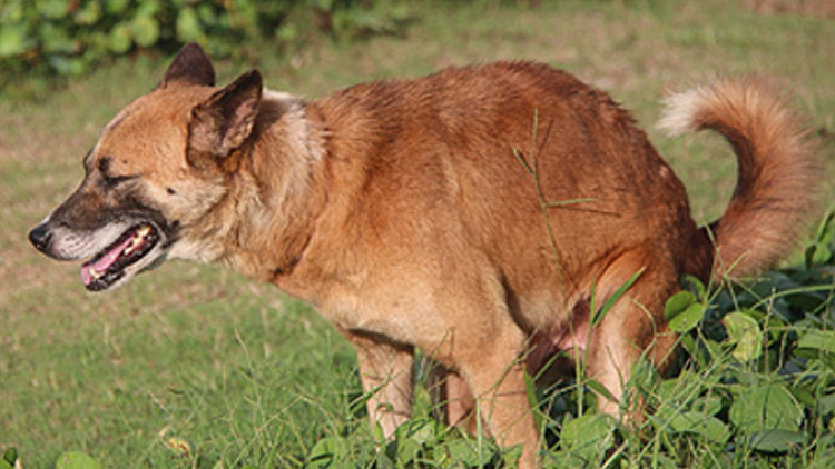 Lejna na sportovním hřišti