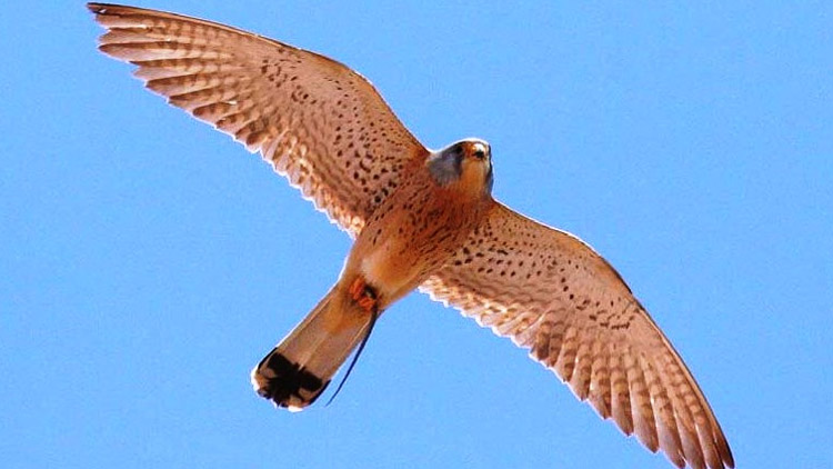 Zachránili poštolku