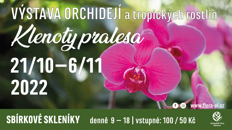 Stovky orchidejí zaplnily sbírkové skleníky, na výstavě Klenoty pralesa jsou k vidění i vzácné druhy