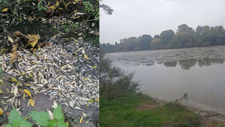 Vypustili rybník, zabili tuny kapříků!