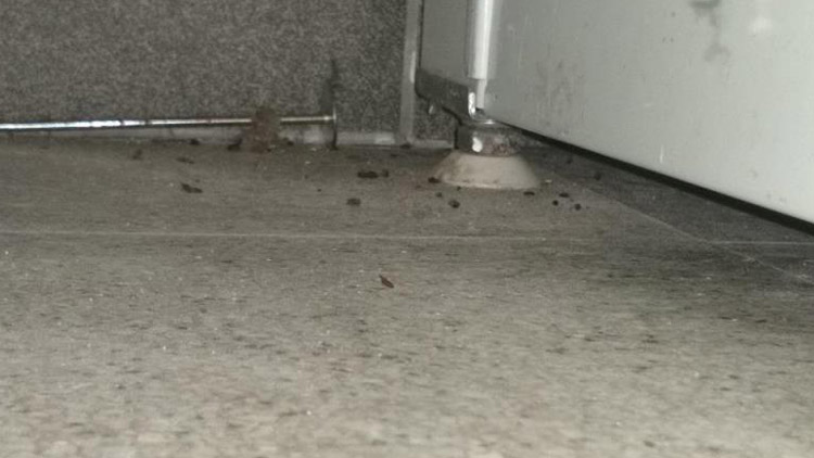 MRTVÍ HLODAVCI  ZAVŘELI OBCHOD