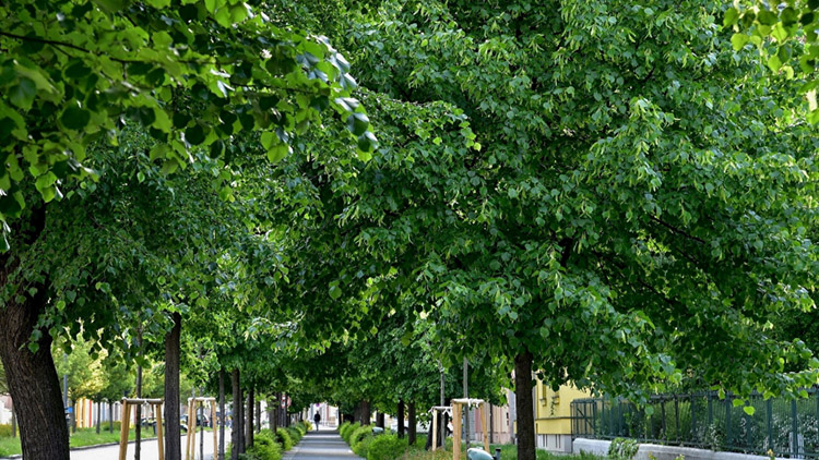 Alej roku je zpátky