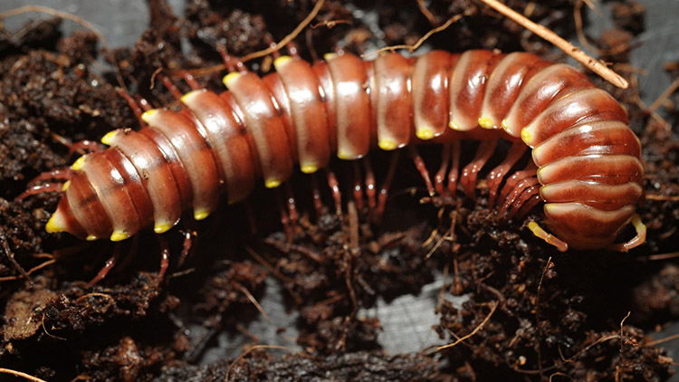 Na Hané se objevila zvláštní mnohonožka