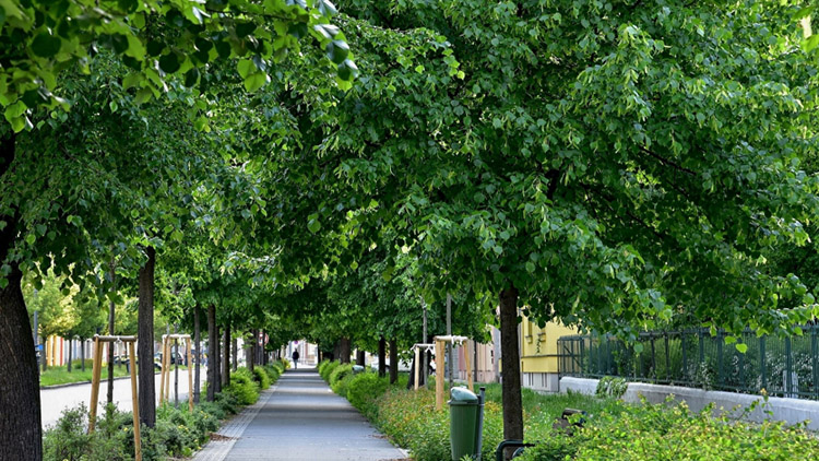 Alej roku: Svatoplukova zatím šestá v ČR