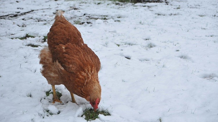 Slepičí lockdown!  Drůbež nesmí vycházet