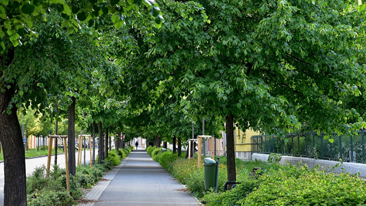 Alej roku: Svatoplukova zatím šestá v ČR