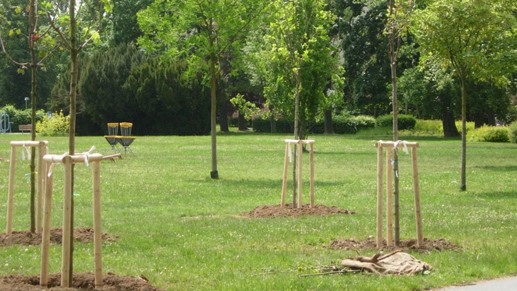 Na výsadbu či zřizování nových ploch zeleně půjde skoro půl milionu korun navíc