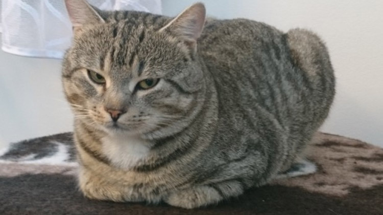 Mourek pořádal sbírku pro kočky