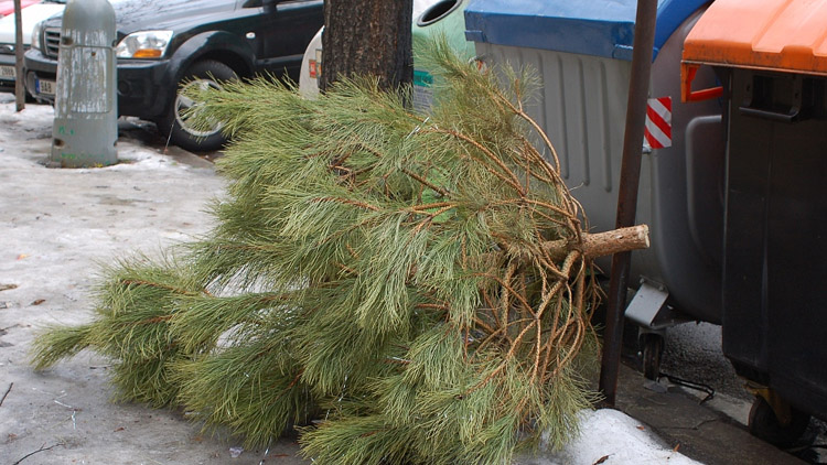 Lidé mohou vyhazovat stromky