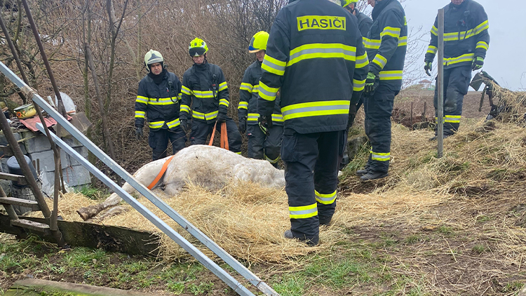 Kobyla byla úspěšně zachráněna