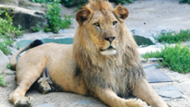 Zoo vystaví kostru zasloužilého lva