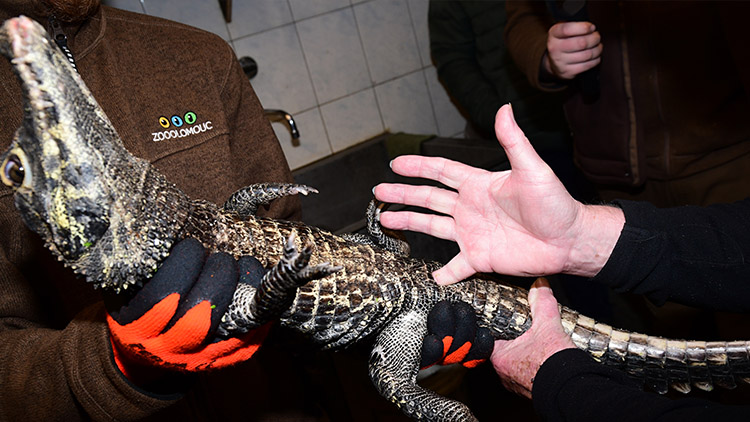 V ZOO proběhlo SEXOVÁNÍ KROKODÝLŮ