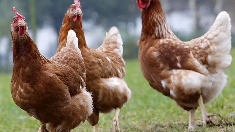 Slepice vyrazily na vandr