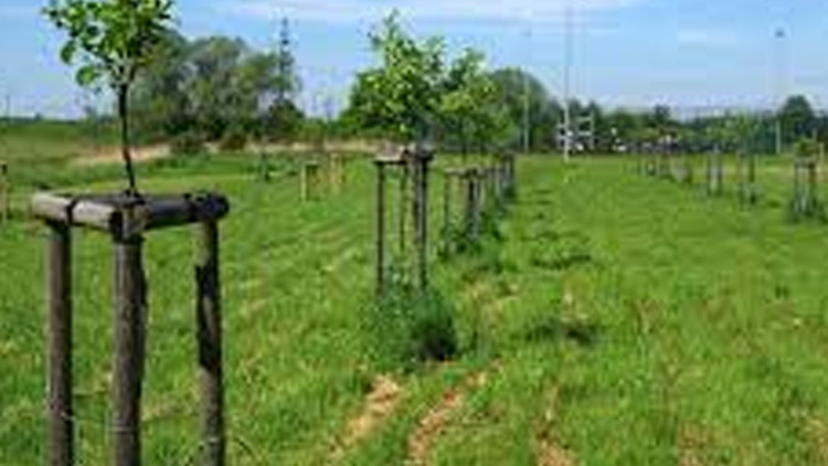 Přípravy na další alej