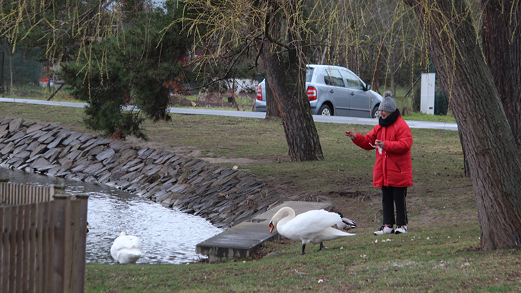 Labutě už jsou opět na značkách