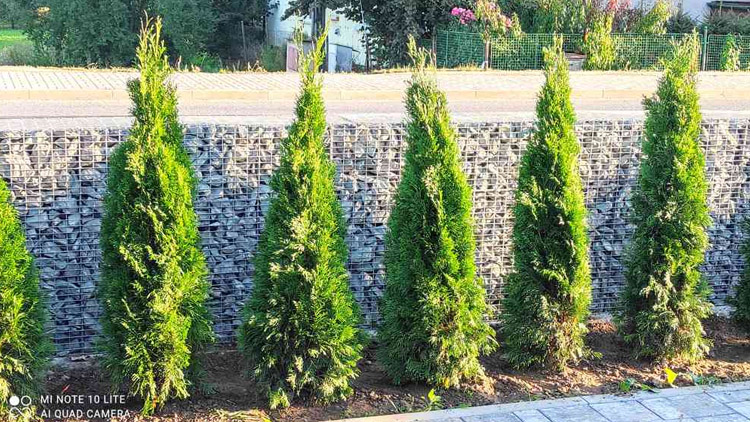 Sázet na cizím se nevyplácí