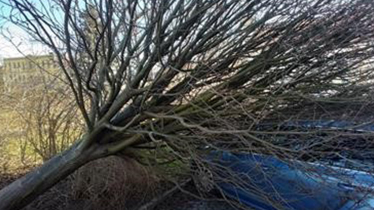 U Národa spadl strom na auto!