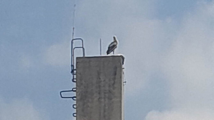 Pro chleba si přiletěli čápi