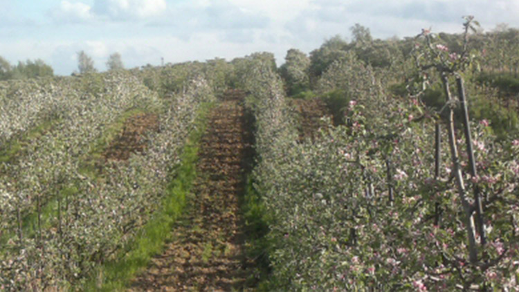 Sadaři z Prostějovska v problémech