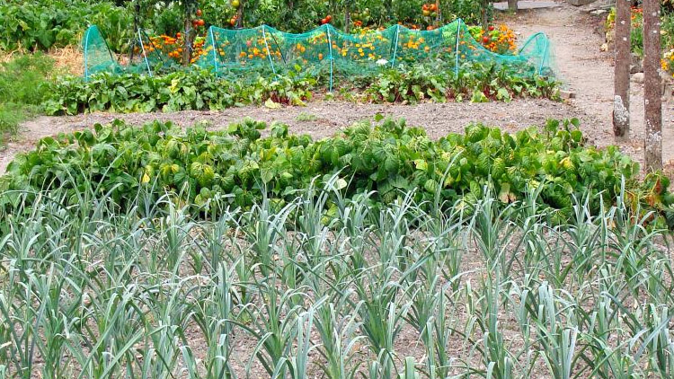 Čas na komunitní zahradu?