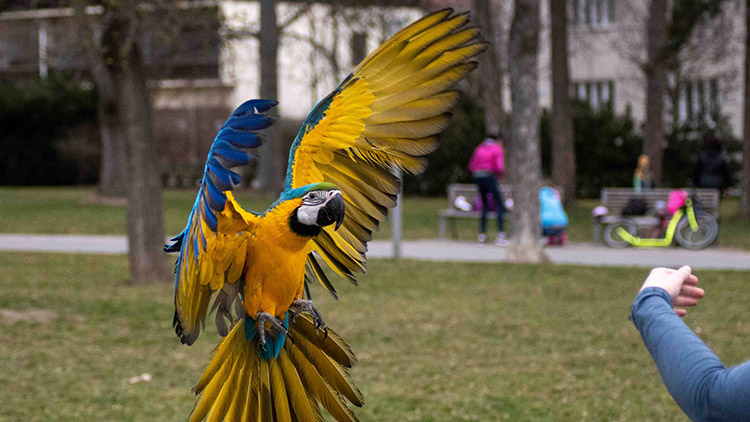Populární papoušci od hvězdárny ulétli