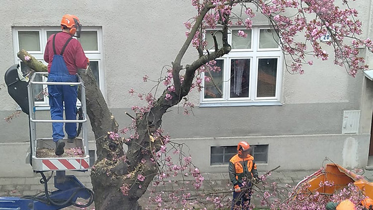 Kácení kvetoucího stromu zvedlo vlnu emocí