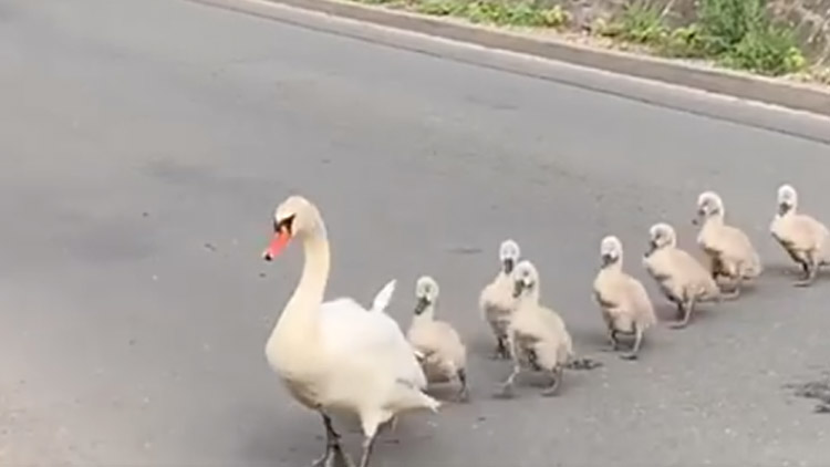 Labuťátka u parku metají parakotouly