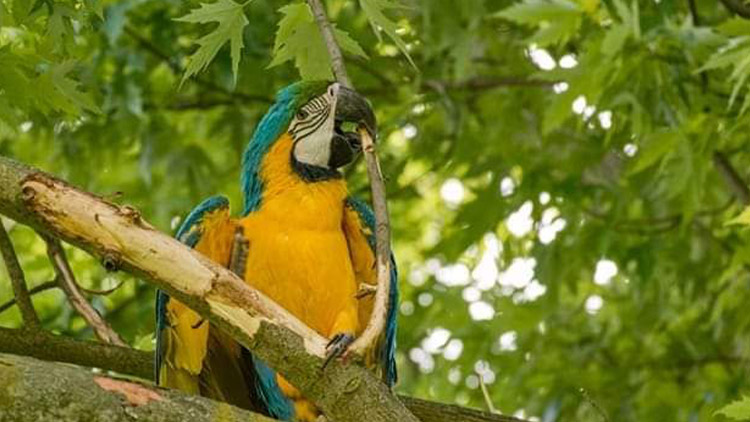 Chtěli snad papoušci do důchodu?