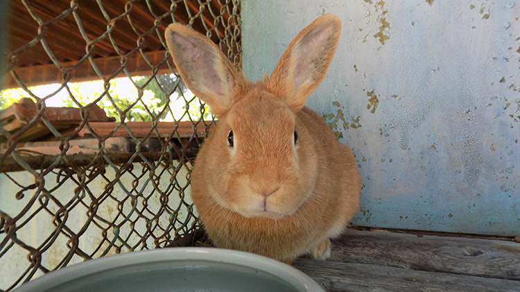Výstava domácích zvířat nabídla husu veteránku i raritní AYAM CEMANI