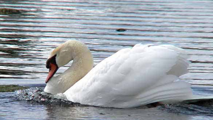 Smrt řádí na drozdovickém rybníku!